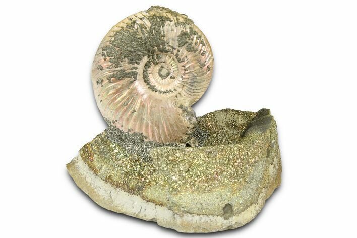 Iridescent Pyritized Ammonite (Quenstedticeras) Fossil Display #368847
